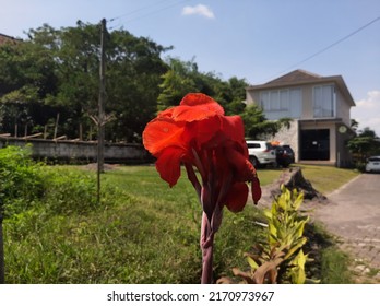 Red Canna Flower or Canna Lily