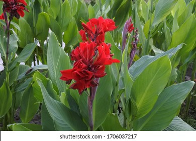 Red Canna Lily flowers are blooming in the garden.