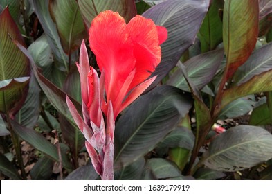 Red Canna Lily so shy
