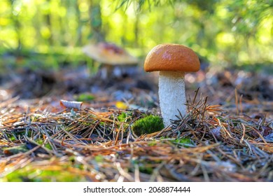 Red Cap Mushroom In Autumn Forest