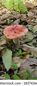 Red Cap Mushroom Emerges Vertical