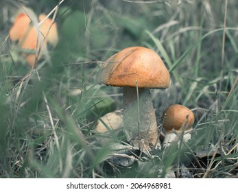 Red Cap Mushroom In The Grass