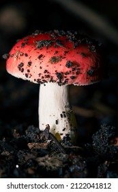 Red Cap Mushroom In Nature