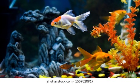 610 Red Cap Oranda Images, Stock Photos & Vectors 