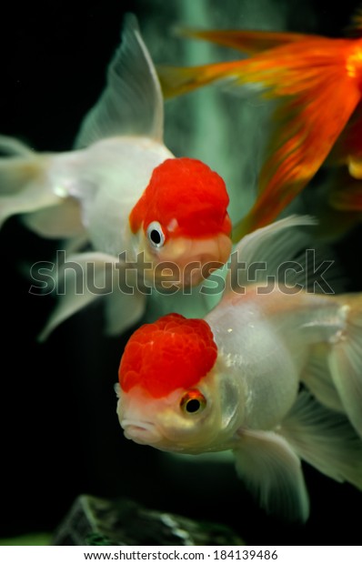 oranda fish tank