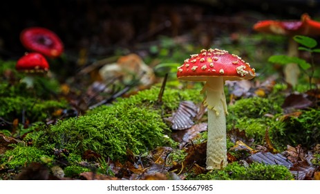 Red capped mushrooms in the forest - Shutterstock ID 1536667985