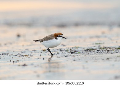 Red Capped Plover