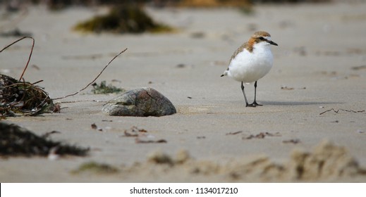 Red Capped Plover 