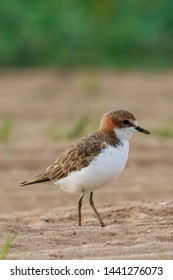 Red Capped Plover In Australia