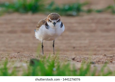 Red Capped Plover In Australia