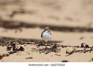 Red Capped Plover Charadrius Ruficapillus