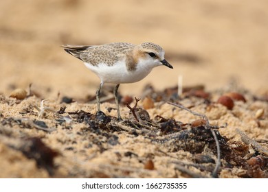 Red Capped Plover Charadrius Ruficapillus