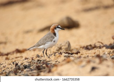 Red Capped Plover Charadrius Ruficapillus