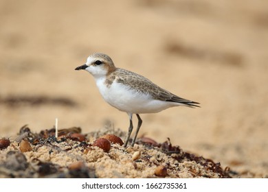 Red Capped Plover Charadrius Ruficapillus