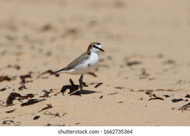 Red Capped Plover Charadrius Ruficapillus