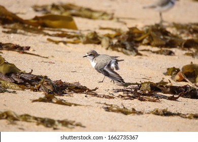 Red Capped Plover Charadrius Ruficapillus