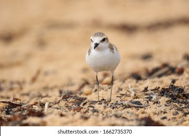 Red Capped Plover Charadrius Ruficapillus