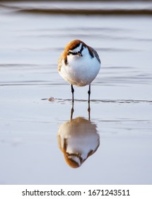 Red Capped Plover Looking Around