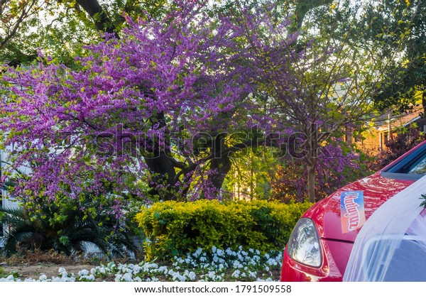 Red car\
under the redbud tree with purple flowers. Red bridal car. The text\
on the car is \