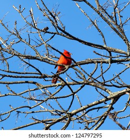 Red Cardinal