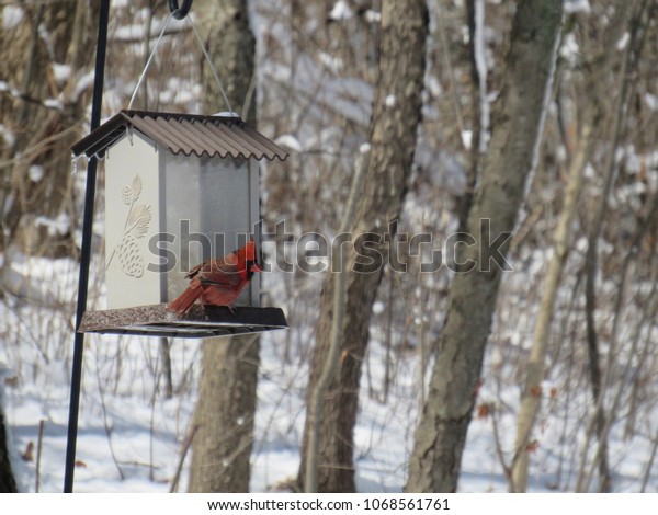 Red Cardinal Bird Feeder Stock Photo Edit Now 1068561761