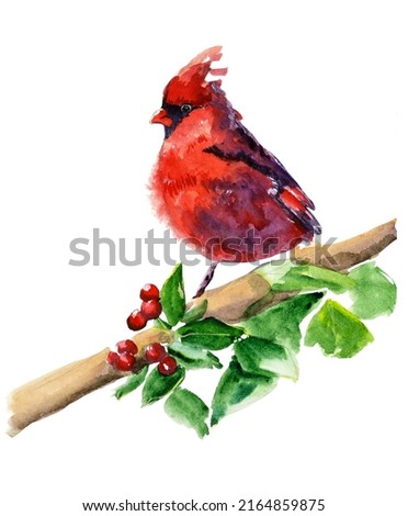 Red cardinal bird on a branch watercolor illustration. Hand drawn realistic blue tit. Small birds garden and forest small birds. Isolated background. Red berry watercolor illustration