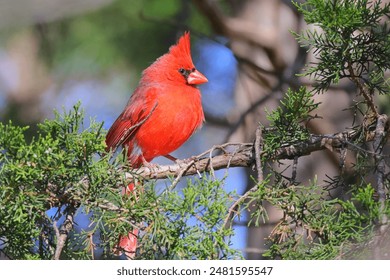 A red cardinal bird on a pine tree branch in a woodland setting - Powered by Shutterstock
