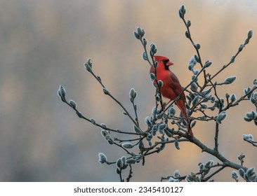 Red Cardinal Bird on a Pussywillow Tree