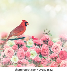 Red Cardinal Bird Perches In Rose Garden