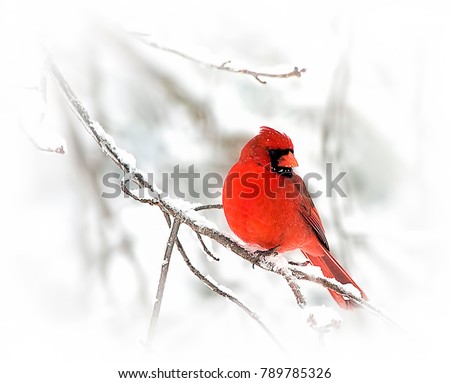 Red cardinal perched on snowy branch in the midst of winer storm.