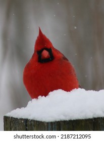 Red Cardinal In The White Snow.