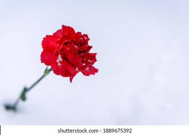 Red Carnation Flower Lying On The Snow