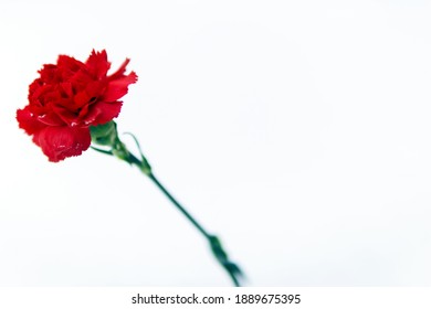 Red Carnation Flower Lying On The Snow