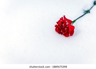 Red Carnation Flower Lying On The Snow