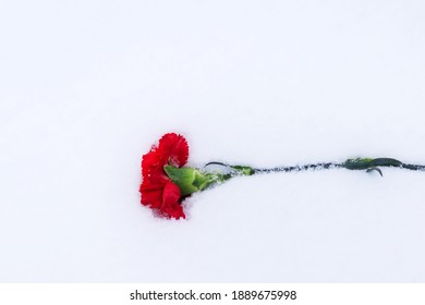 Red Carnation Flower Lying On The Snow