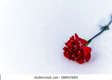 Red Carnation Flower Lying On The Snow