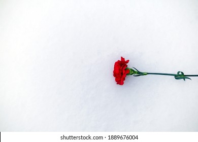 Red Carnation Flower Lying On The Snow