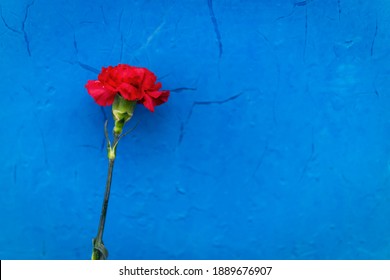 A Red Carnation Flower Stands On A Blue Background