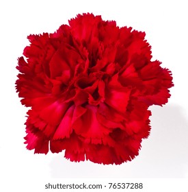 Red Carnation Isolated On White