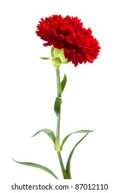 Red Carnation Isolated On White Background Stock Photo 87012110 ...