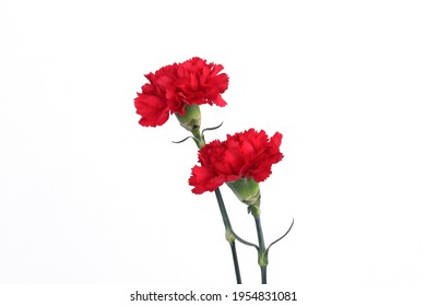 Red Carnation Isolated White Background Stock Photo 1954831081 ...