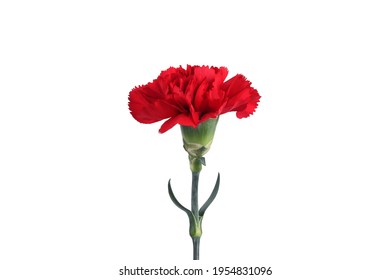 2,629 Carnation Flower Border Stock Photos, Images & Photography 