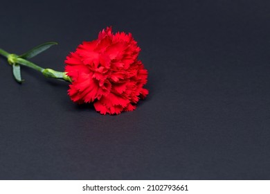 Red Carnation On Black Background Fresh Stock Photo (Edit Now