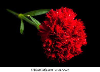 Red Carnation Black Background Images Stock Photos Vectors Shutterstock