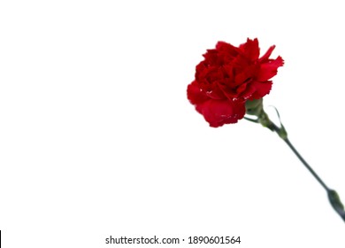 Red Carnation In The Snow On A White Background