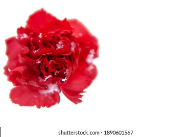 Red Carnation In The Snow On A White Background