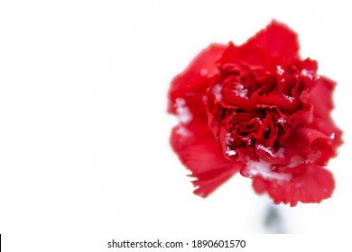 Red Carnation In The Snow On A White Background