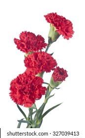 Red Carnations Bouquet