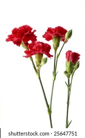 Red Carnations - Dianthus Caryophyllus