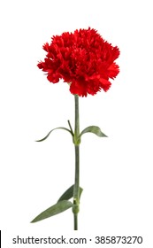 43,034 Red carnations white background Images, Stock Photos & Vectors ...